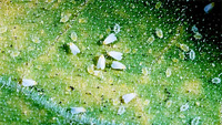 Whiteflies